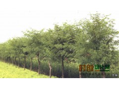 5公分金叶皂角树价格，河南金叶皂角基地，金叶皂角图1