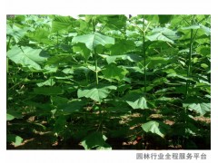 专业泡桐，速生泡桐，泡桐种植基地，基地直销图1