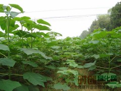 专业泡桐，速生泡桐，泡桐种植基地，基地直销图2