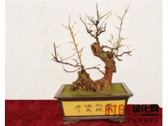 常年供应腊梅，腊梅包您满意!腊梅批发，全国送货!图1