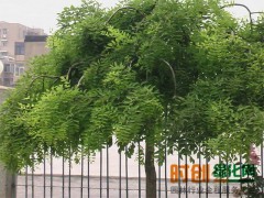 龙爪槐规格齐全，龙爪槐基地，河南龙爪槐专供图1