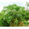 木瓜树，木瓜树小苗，河南南阳木瓜树培育基地