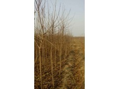 丝棉木 鄢陵柏梁村南街园林 丝棉木小苗大量供应图2