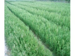 营养袋侧柏苗，侧柏苗，河南焦作侧柏培育基地图2