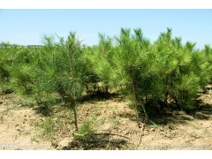 白皮松、雪松、蜀桧、油松（1-8米）、营养袋侧柏图3
