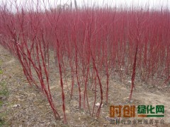 河南红瑞木|河南红叶李|河南国槐树，河南红瑞木图1