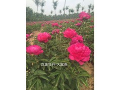 牡丹，菏泽牡丹，牡丹花种植基地，牡丹花价格图1