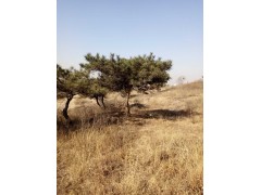 油松图2