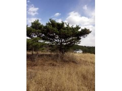 油松图1