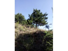 油松图2