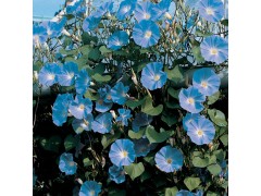 牵牛花图1