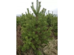 宁夏樟子松，樟子松大小树苗，大量供应樟子松基地图2