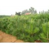 宁夏油松树苗栽培生产基地，油松树苗价格表