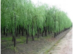 供应大量旱柳，宁夏旱柳批发销售供应，旱柳树图1