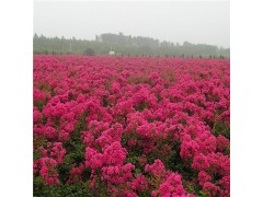 玫瑰红紫薇基地，河南玫瑰红紫薇小苗供应图1