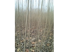 河南107速生杨/河南优质107速生杨种植技术交流中心图1
