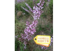 大量供应羽叶丁香，10个分枝以上的羽叶丁香，羽叶丁香供应图1