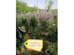 大量供应羽叶丁香，10个分枝以上的羽叶丁香，羽叶丁香供应图2
