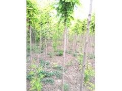 香花槐图2