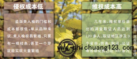 美人榆“打官司”历时四年半 吉林九台市园林绿化管理处败诉