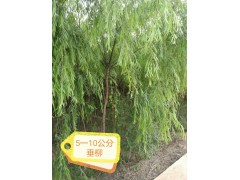 供应垂柳，5-50公分规格垂柳，垂柳销售种植基地图1