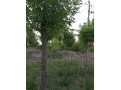 白蜡3-15公分3年生 吴忠市利通区李波合作社 白蜡行道树苗图2