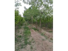 3-15公分3年生3米顶杆白蜡 白蜡树 宁夏白蜡苗 李波苗木图2