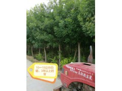 大量供应白蜡，3年生3米高5-15公分白蜡，宁夏白蜡批发销售图1