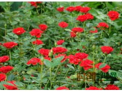 大花月季批发|丰花月季|树状月季价格-南阳月季合作社图2