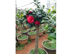 茶花盆栽    油茶树嫁接山茶花全国服务中心图1