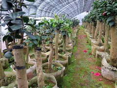 茶花盆栽    油茶树嫁接山茶花全国服务中心图2