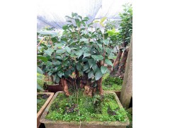 茶花盆景   油茶树嫁接山茶花全国服务中心图1