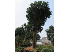 金华茶花    油茶树嫁接山茶花全国服务中心图1