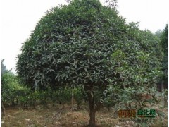 河南省武陟县种苗园林场|15838977824|辛顺根|图3