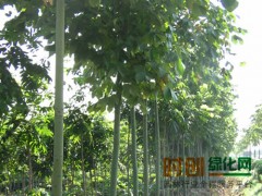 青桐图1