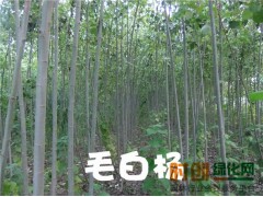 毛白杨图2