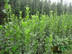 北海道黄杨-河南鄢陵县最高级别花卉苗木种植集散地图1