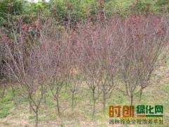 美人梅价格100元米径6公分，河南许昌美人梅价格图1