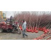 大量供应红枫，红枫树种植基地，红枫树批发销售