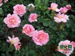河南月季，2016春季河南月季价格，货到付款!图2