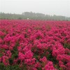 玫瑰红紫薇，专业玫瑰红紫薇种植基地，许昌玫瑰红紫薇