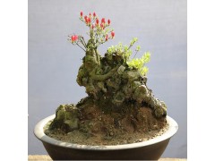 杜鹃花盆景，河南省桐柏县华龙花木栽培基地图2