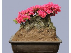 杜鹃花盆景，河南省桐柏县华龙花木栽培基地图3