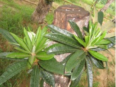 高山杜鹃古树图2