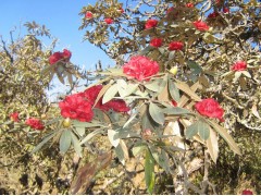 高山杜鹃古树图3