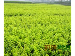 小叶女贞高100冠30价格0.35元，新绿园林图1