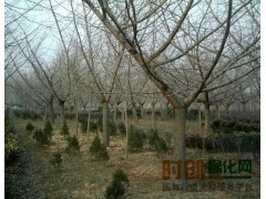 南阳玉兰，香樟树,红叶石楠,栾树- 河南生南召县神木园林基地图2