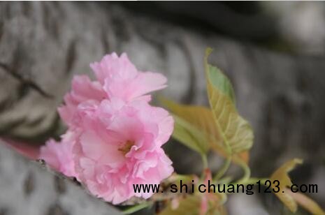 晚樱1