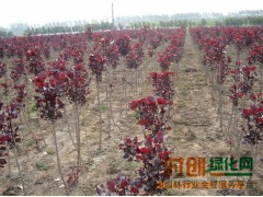 中华红叶杨价格|最新苗木价格|江苏花木场苗木价格表图1