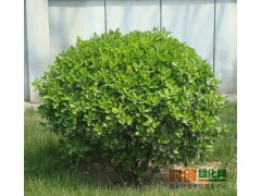 大叶女贞价格|最新苗木价格|河南省鄢陵县满园香花木公司图2